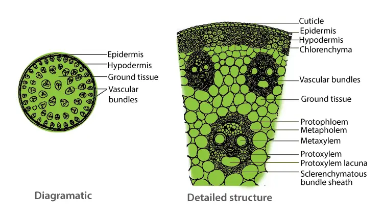 Structure of Monocot stem