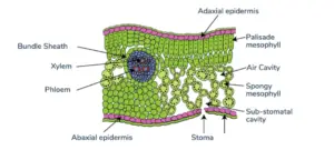 Kranz Anatomy – Definition, Characteristics, Advantages