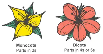 Monocot and Dicot Flower