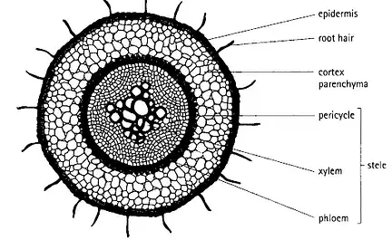 Dicotyledonous Root
