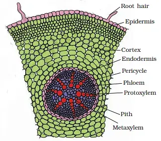 Monocotyledonous Root