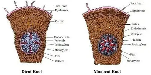 Difference between dicot and monocot root
