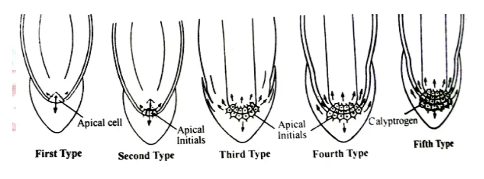 Types of Root Apex