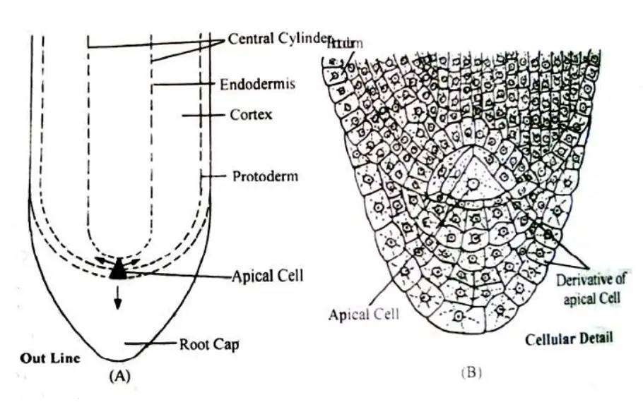 LS of root apex of Ferns, outline (A), cellular details (b).