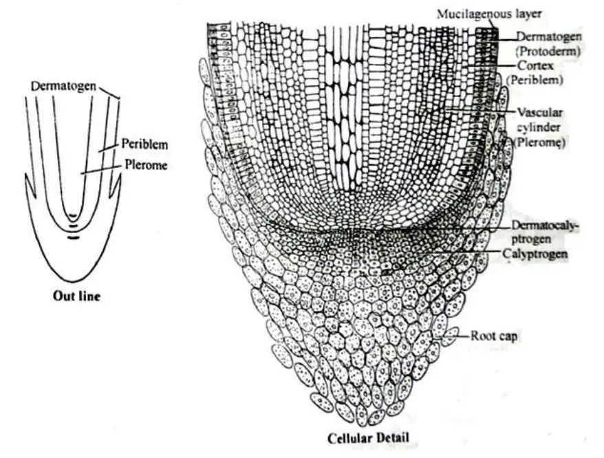 LS of root apex depicting histogens