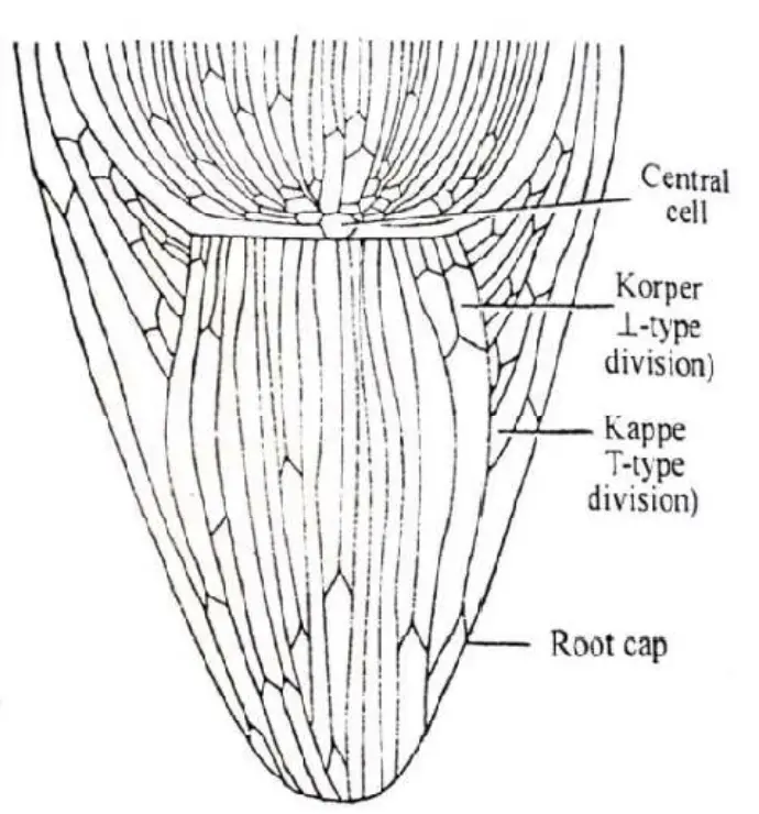 LS of root apex depicting Korper-Kappe zones 