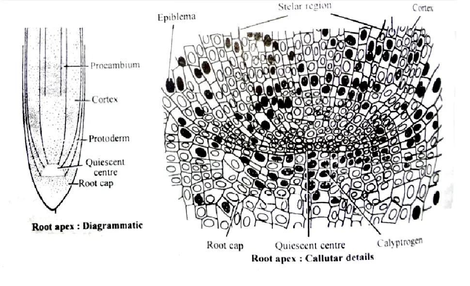 Root apex (LS) showing Quiscent Centre, diagrammatic (A), cellular
details (B). 