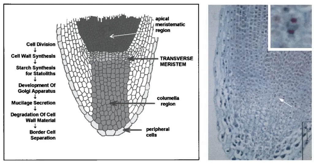 . Root cap structure and development.