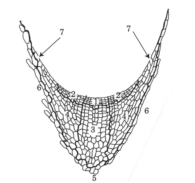 Cellular skeleton of the maize root cap 