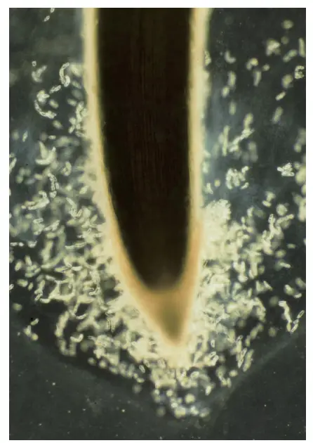 Root border cells–mucilage complex from a three-dayold maize seminal root (Iijima original).