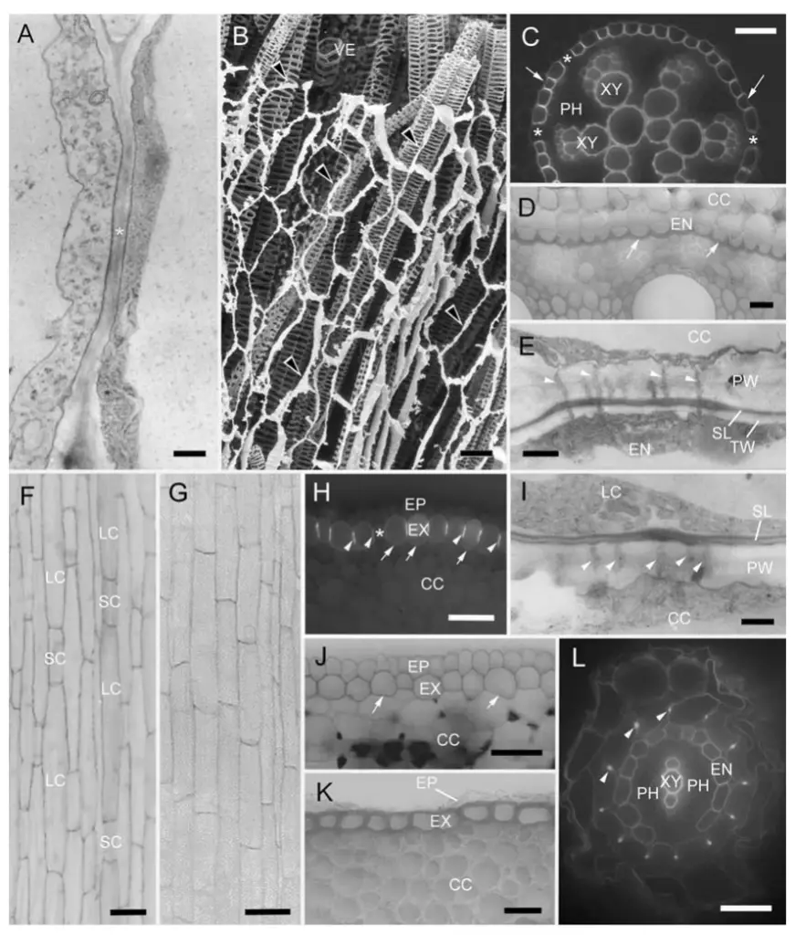 Structure of root endodermis and exodermis. Cross-sectional views unless noted.