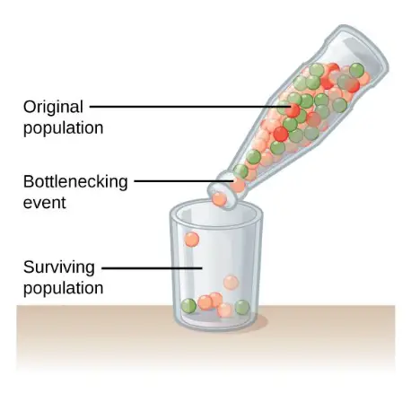 Bottleneck Effect