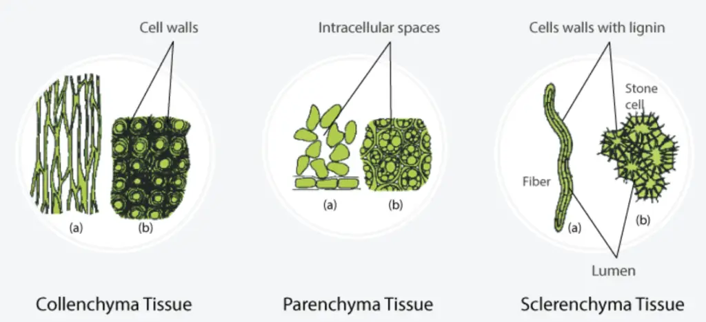 Parenchyma Tissue
