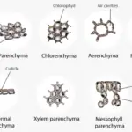 Types of Parenchyma Cells