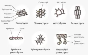 Parenchyma Tissue – Characteristics, Structure, Types, Functions
