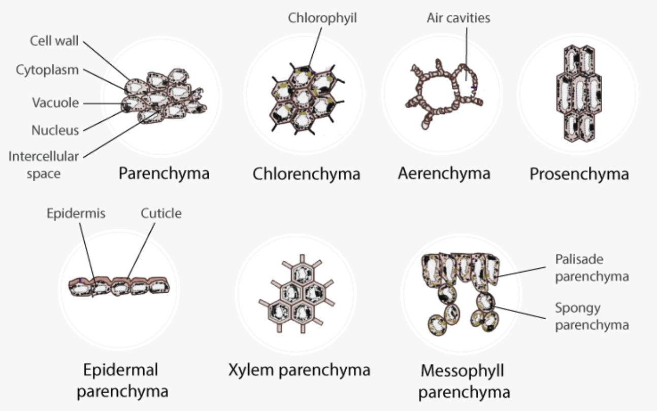 Types of Parenchyma Cells