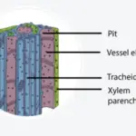 Xylem Parenchyma