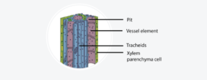 Xylem Parenchyma – Definition, Structure, Types, Functions