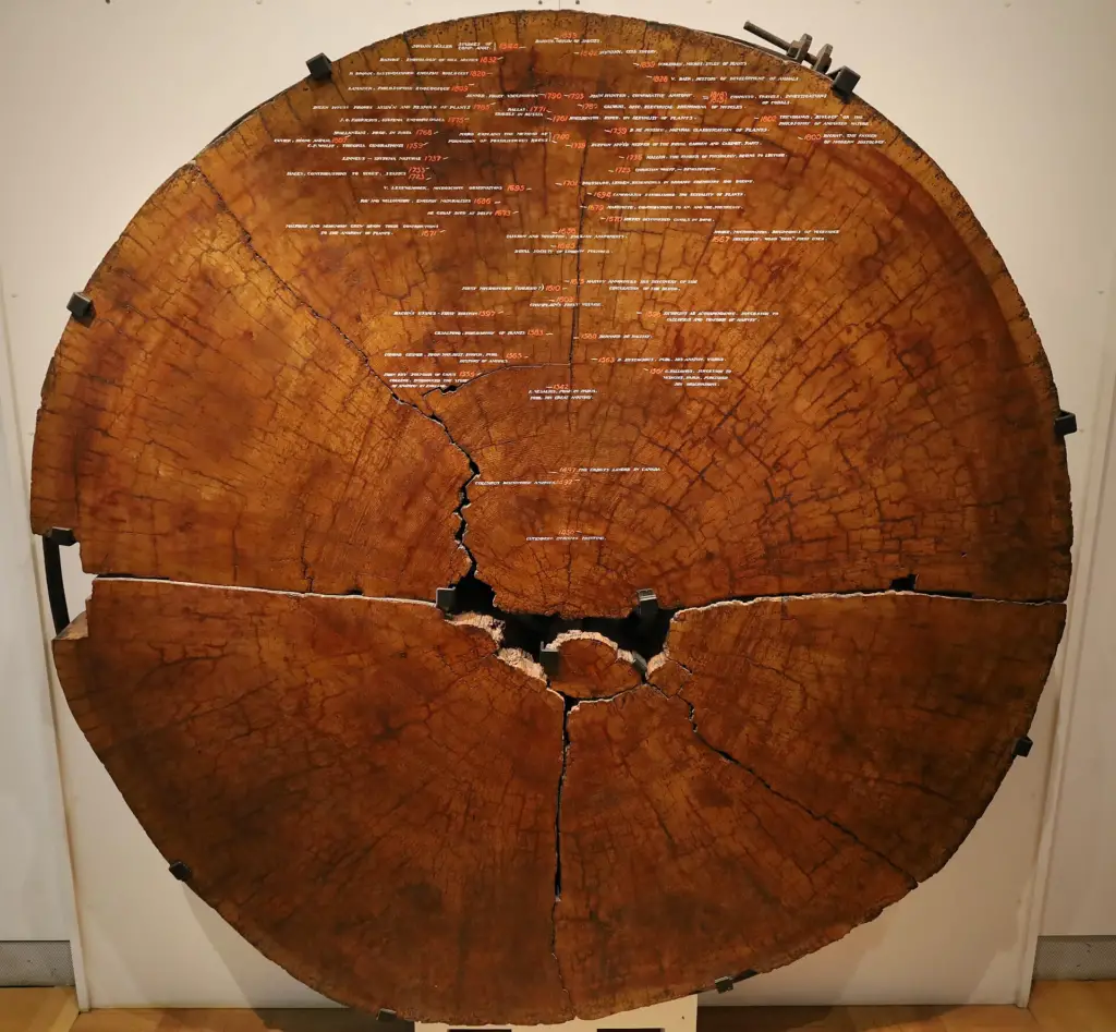 A "tree cookie" cross-section of a Coast Douglas-fir tree displayed in the Royal Ontario Museum. 