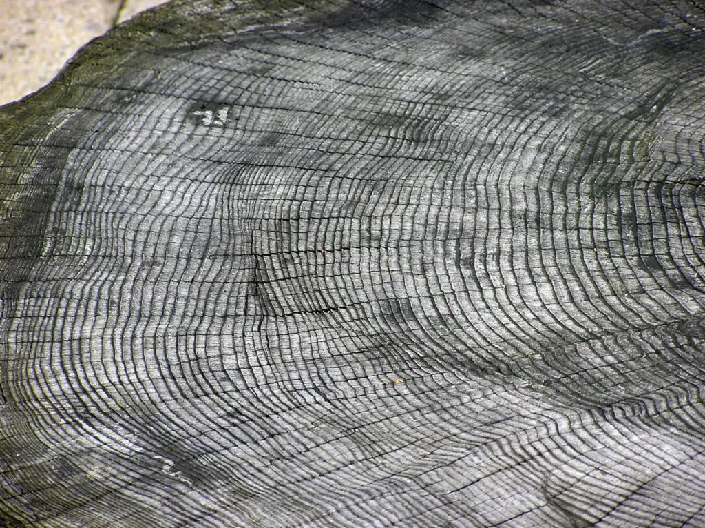 The growth rings of a tree at Bristol Zoo, England. 