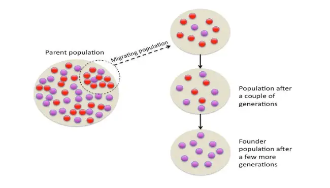 Founder Effect