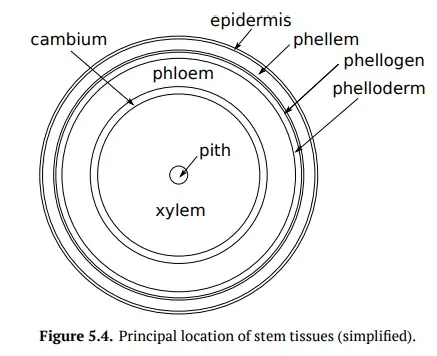 Periderm