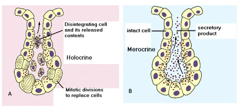 Diagrammatic representation showing difference between holocrine (A) and merocrine (B) secretion.