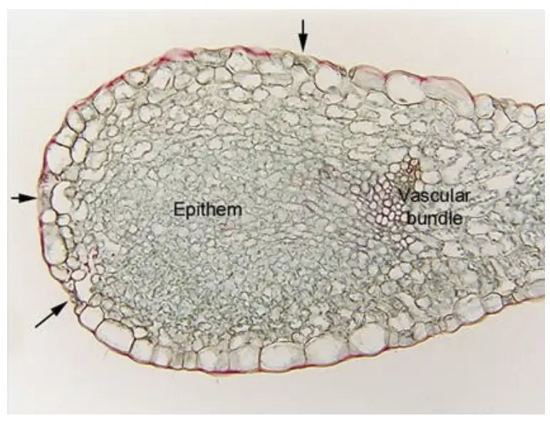 Transverse section of leaf of Brassica oleracea showing hydathodes. 