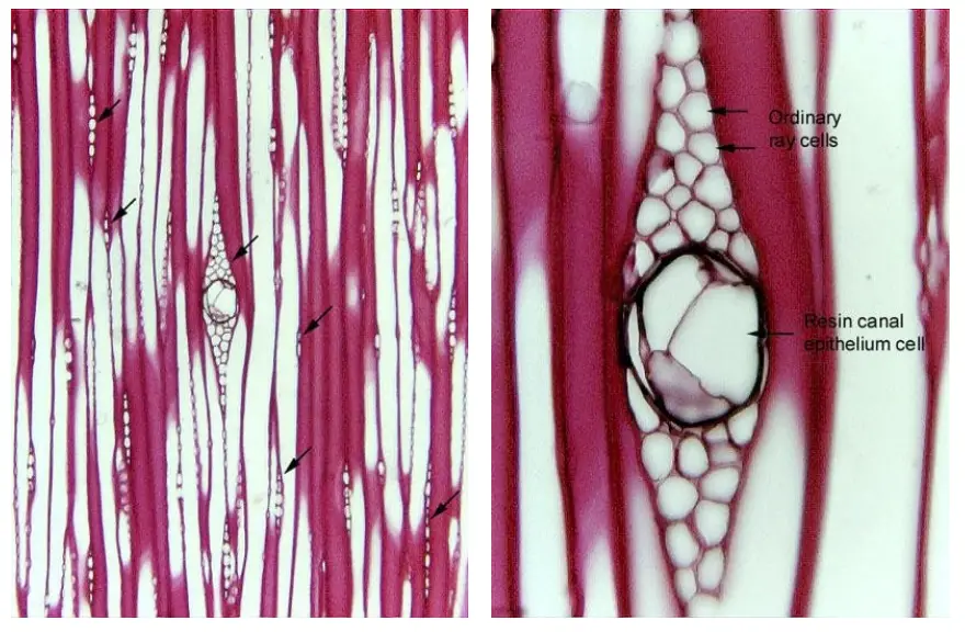 Tangential section of wood of Pinus strobus showing many ordinary ray cells (parenchymatous) with larger epithelium cells of the resin canal.