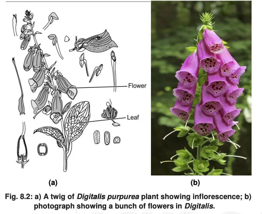 Digitalis spp.