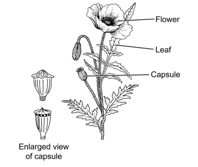 A part of flowering twig of Papaver somniferum. 