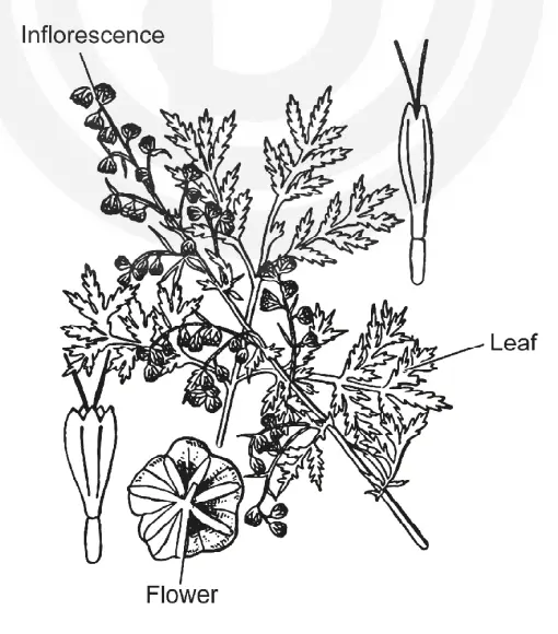 A flowering twig of Artimisia annua