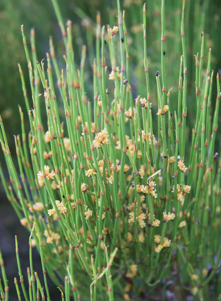 Ephedra sinica L