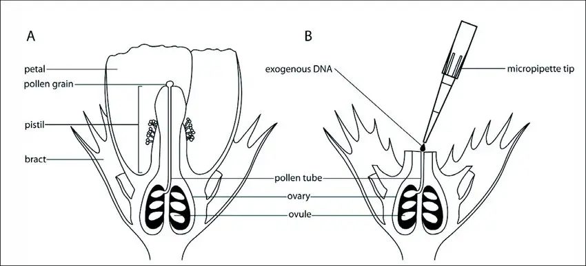 Pollen-tube pathway transformation technique