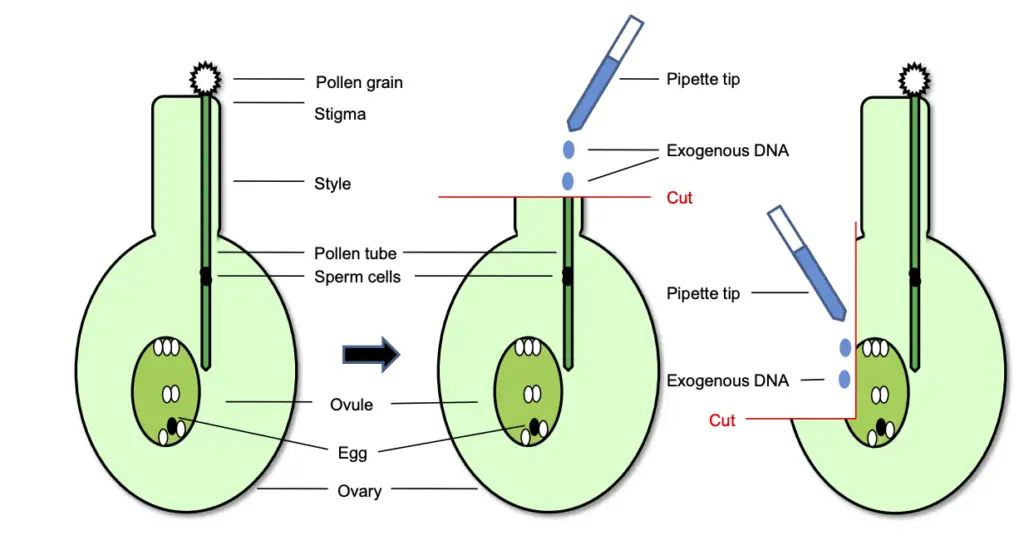 Diagrammatic representation of pollen tube-mediated gene transfer (PTT) to induce genetic transformation.