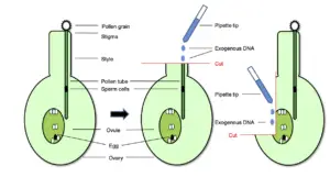 Plant Transformation via Pollen Tube-Mediated Gene Transfer