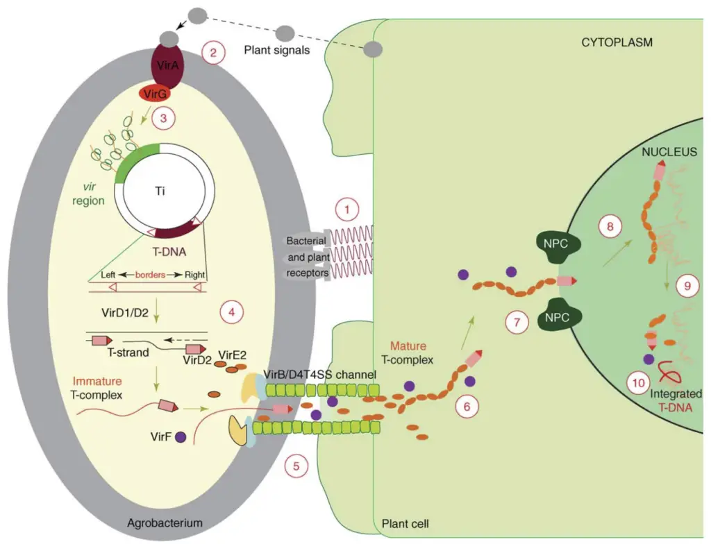 A model for the Agrobacterium-mediated genetic transformation.