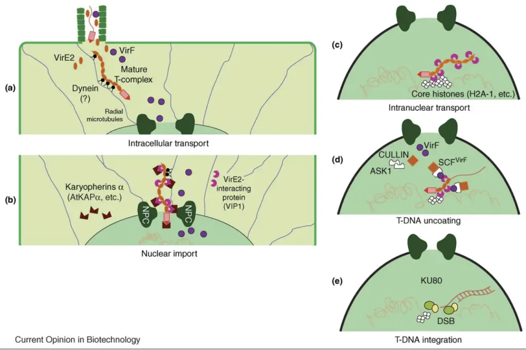 The role of host factors and cellular processes in the Agrobacterium-mediated genetic transformation of plant cells.