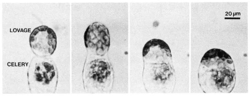 Electrofusion between a celery cell suspension protoplast and a lovage meso- phyll protoplast.