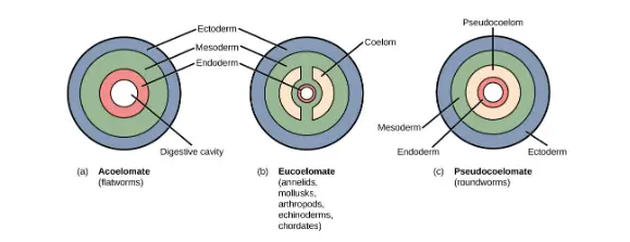 Types of Coelom