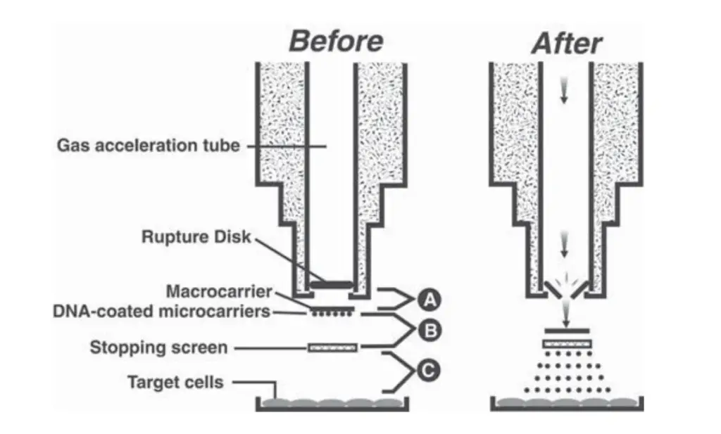 The Biolistic bombardment process.