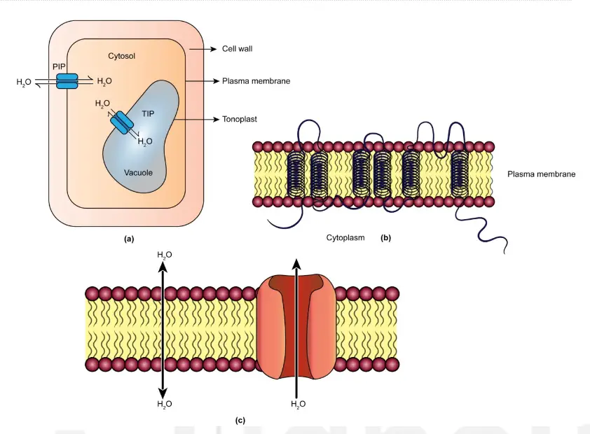 a) Plant aquaporins present in the plasma membranes (PIPs) as well as in the tonoplast membrane (TIPs); b) Each of the four subunits of aquaporins span the membrane six times; c) Enhancement of water flow by gated aquaporins(After Hopkins and Hüner).