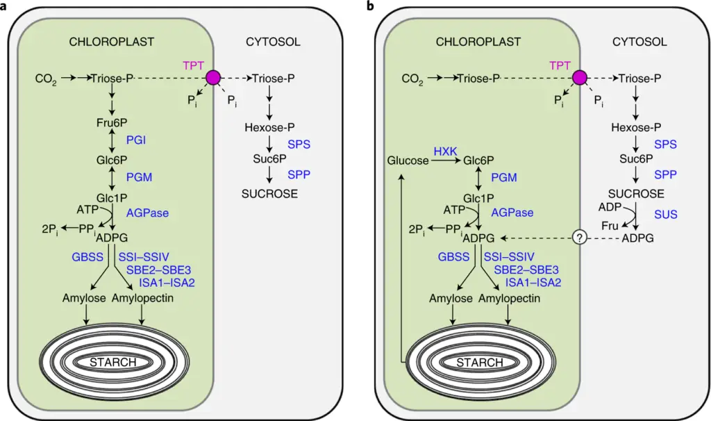 Biosynthesis of Sucrose