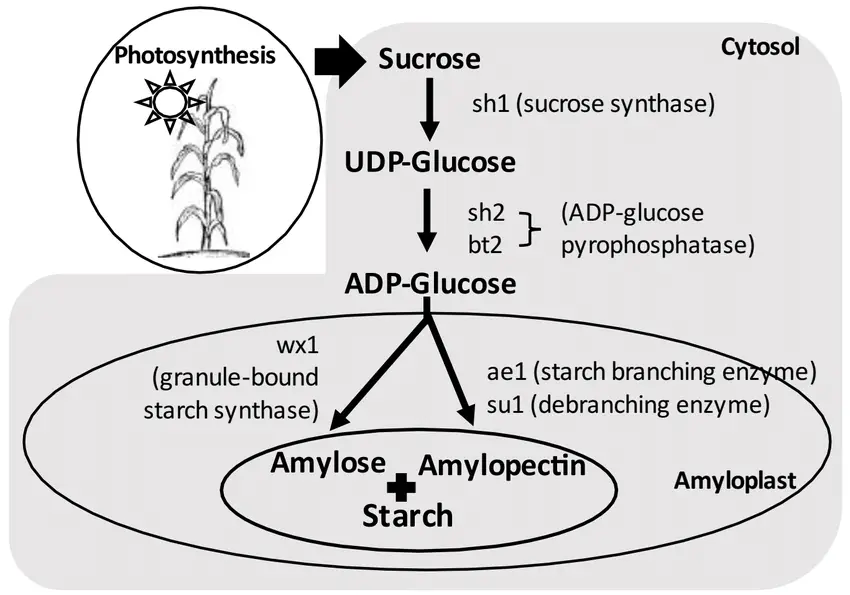 Diagram of starch biosynthesis pathway.
