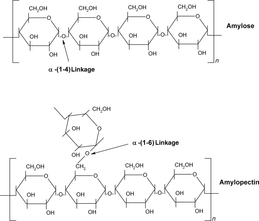 Chemical structure of starch with amylose and amylopectin units. 