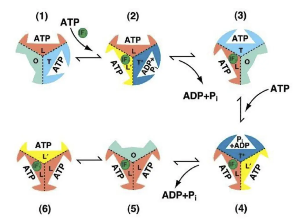 The inhibition of the ATP hydrolytic activity of ATP synthase by IF1