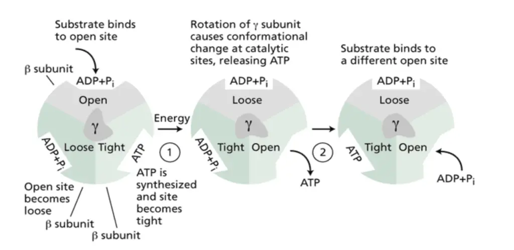 : The binding-change mechanism as seen from the top of the F1
 complex.