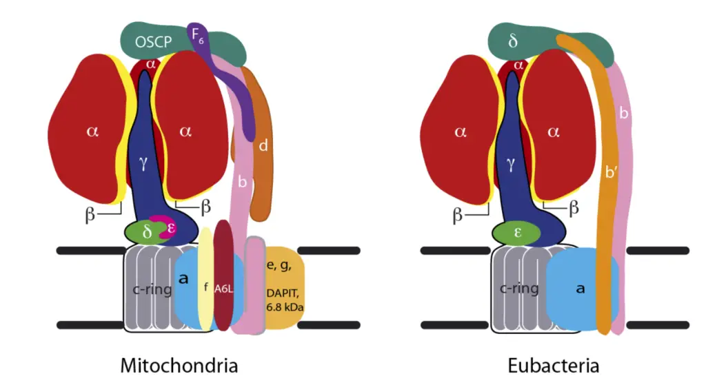 Schematic subunit composition of ATP synthase.