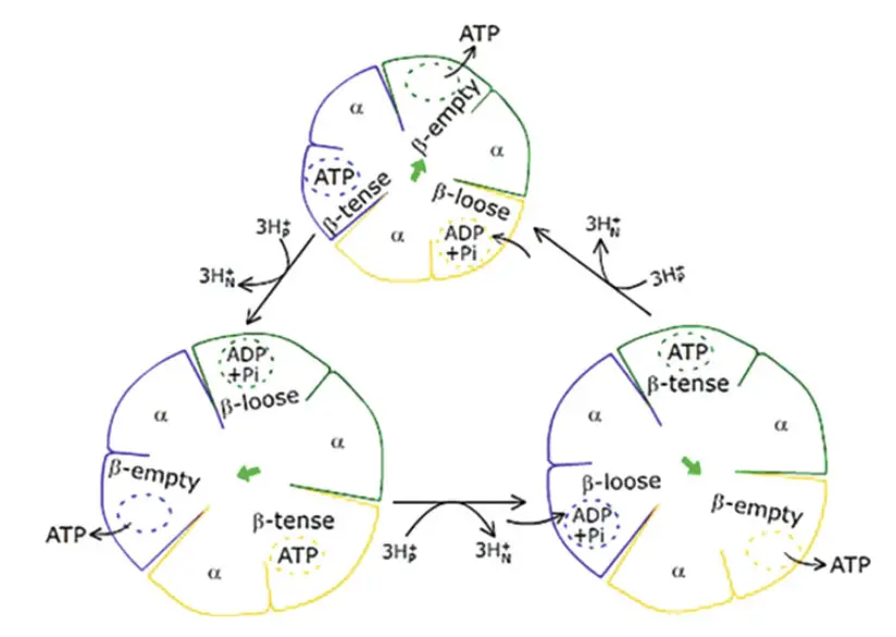 Rotational model for binding change mechanism proposed by Paul Boyer for ATP synthesis