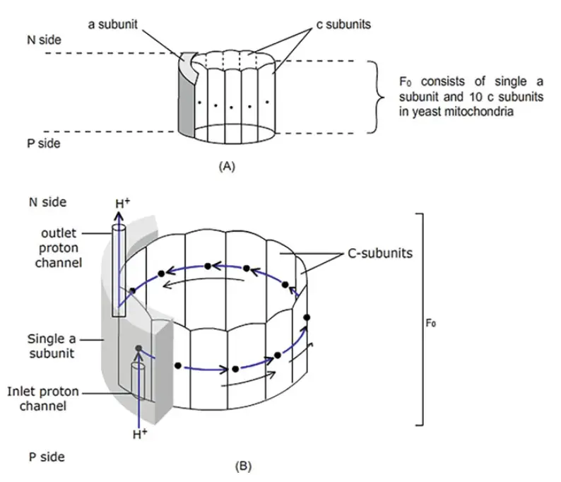 (a) Fo of ATP synthase. (b) Figure depicting a model demonstrating rotation of c-ring. Rotation of c-ring is driven by proton translocation from acidic to alkaline side of the membrane in response to electrochemical gradient